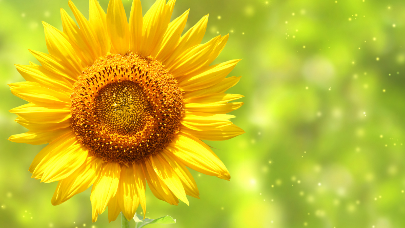 Яркий желтый цветок подсолнуха крупным планом