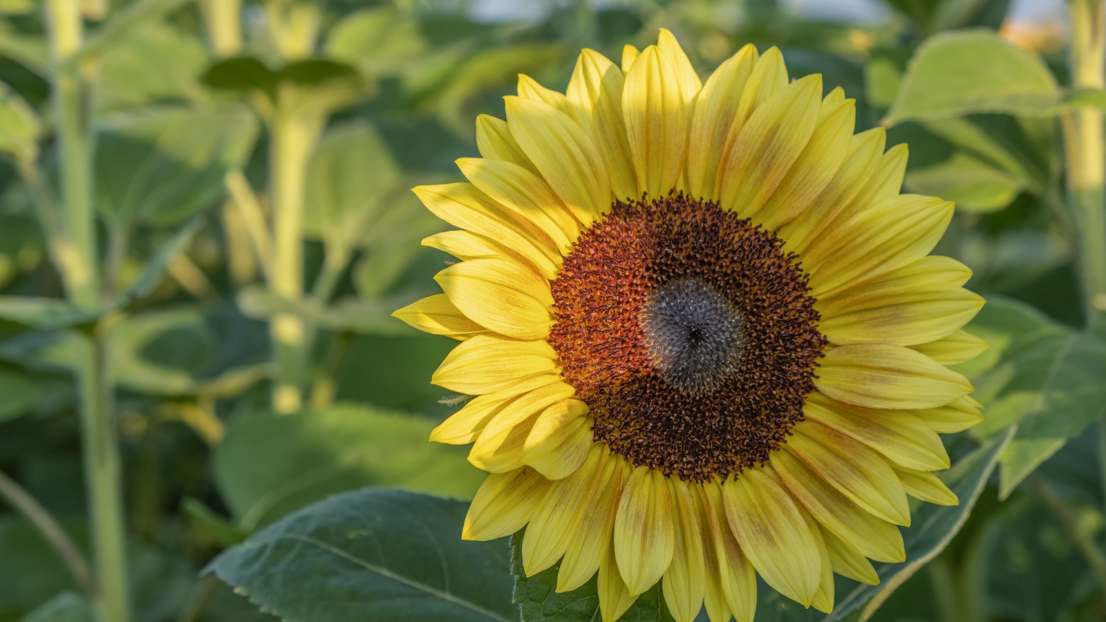 Яркий желтый подсолнух на поле в лучах солнца