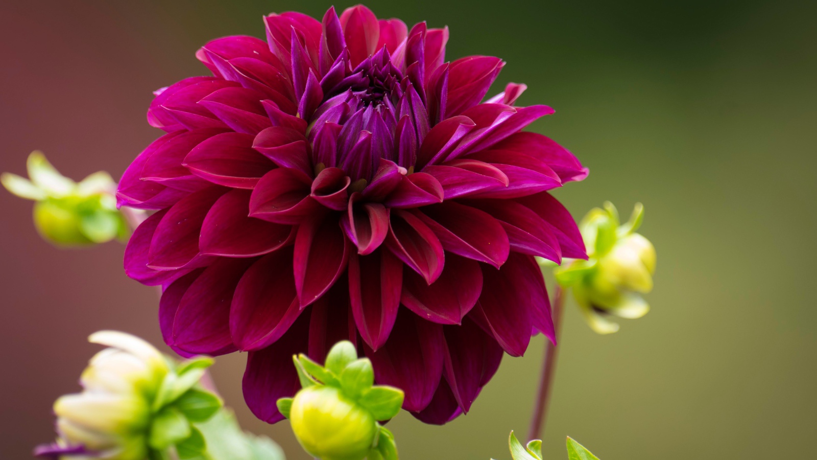 Бордовая георгина с бутонами на клумбе