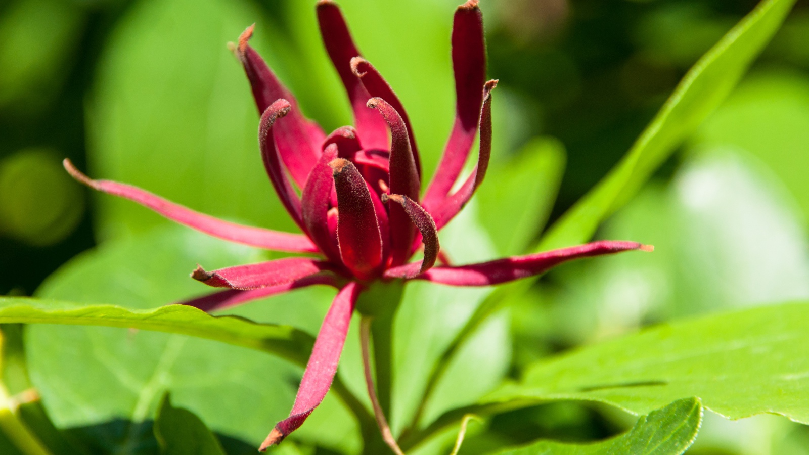 Бордовые цветы каликант цветущий крупным планом 