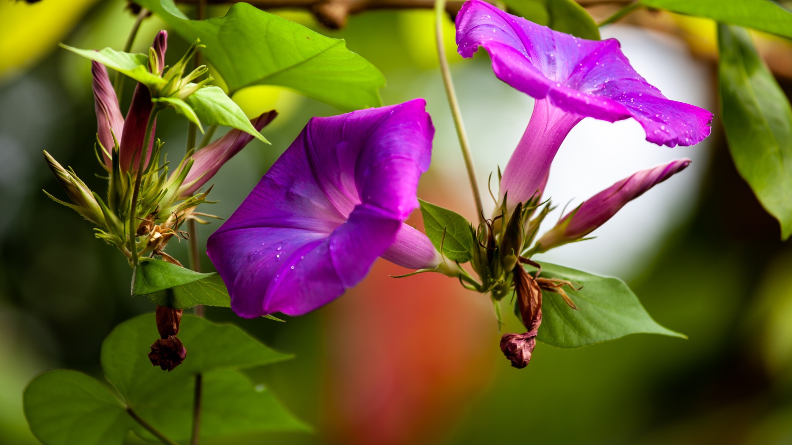 Цветы калачики с бутонами крупным планом