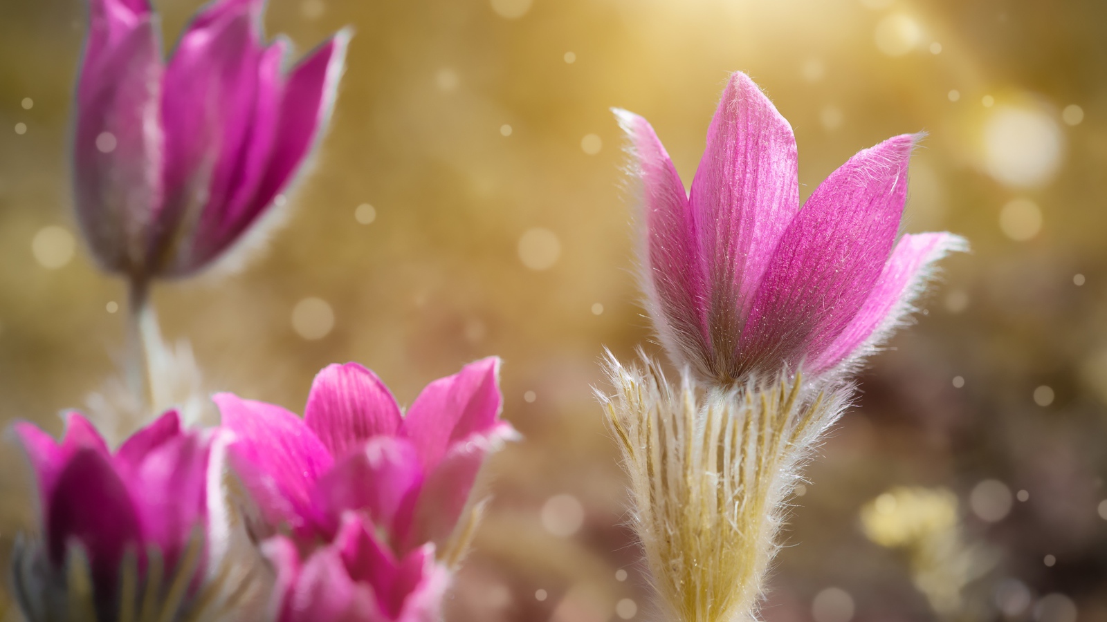 Розовые цветы прострела крупным планом 