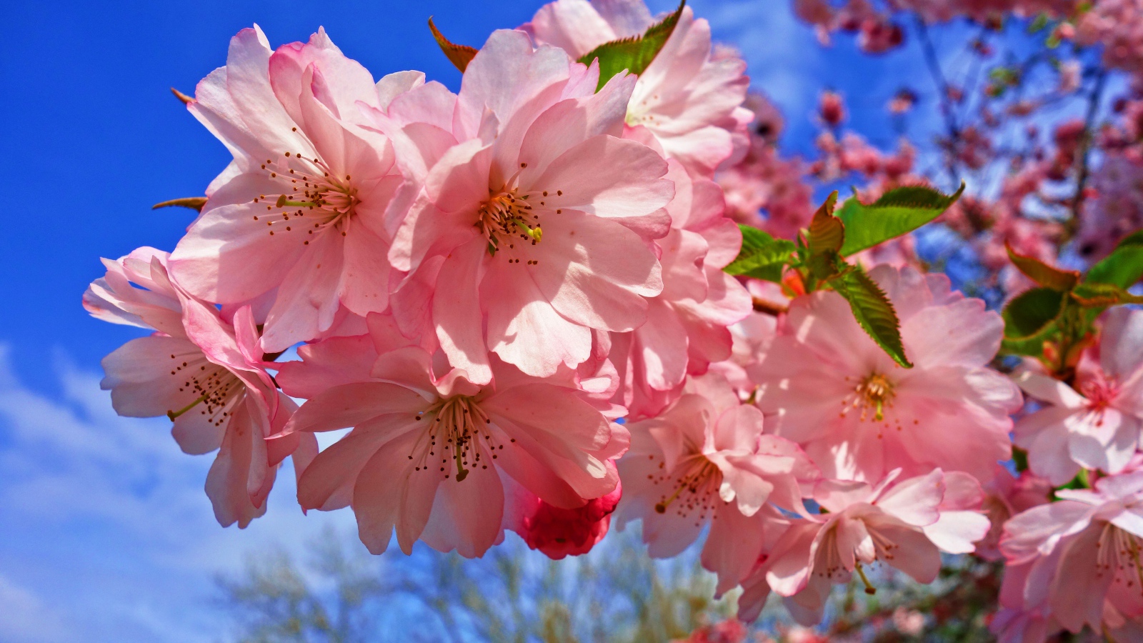 Нежные розовые цветы на дереве на фоне голубого неба весной