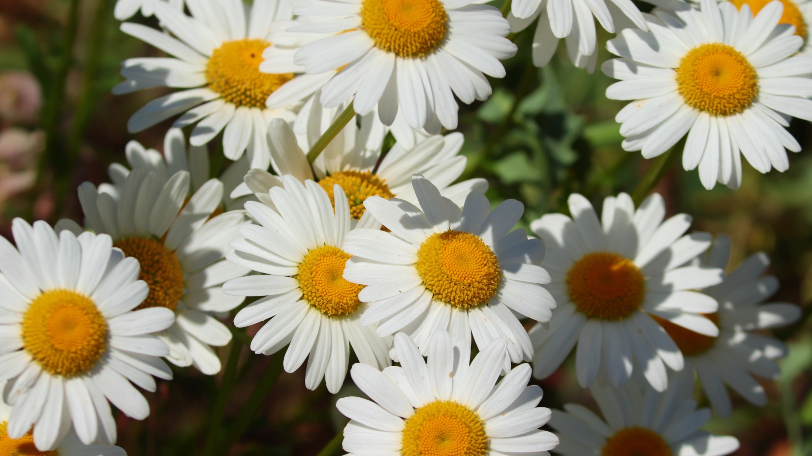 Нежные белые ромашки с желтой серединкой в лучах солнца 