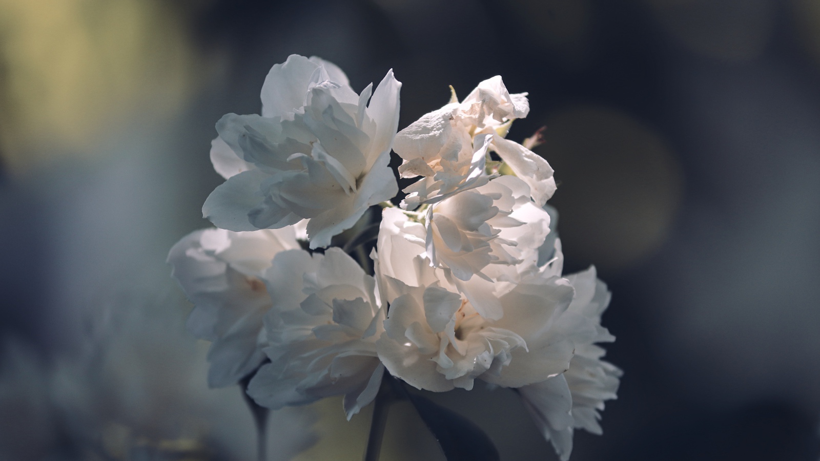 Нежные белые цветы в лучах солнца