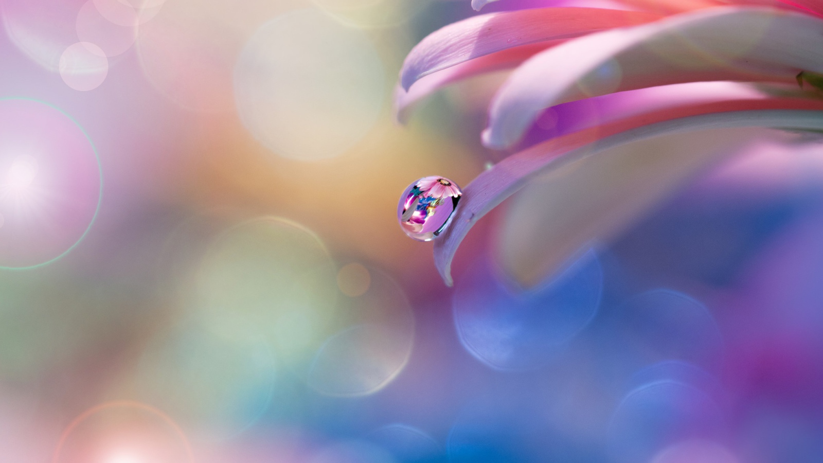 Капля росы на розовом лепестке 