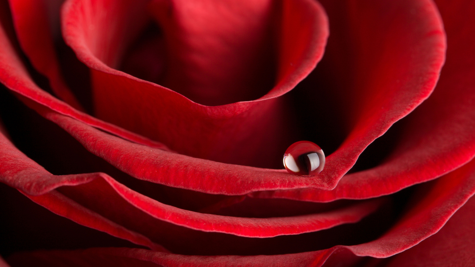 Капля росы на лепестке красной розы