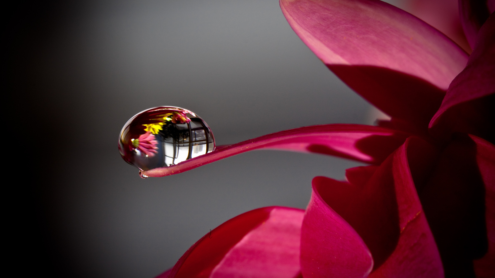 Капля росы на лепестке красного цветка 