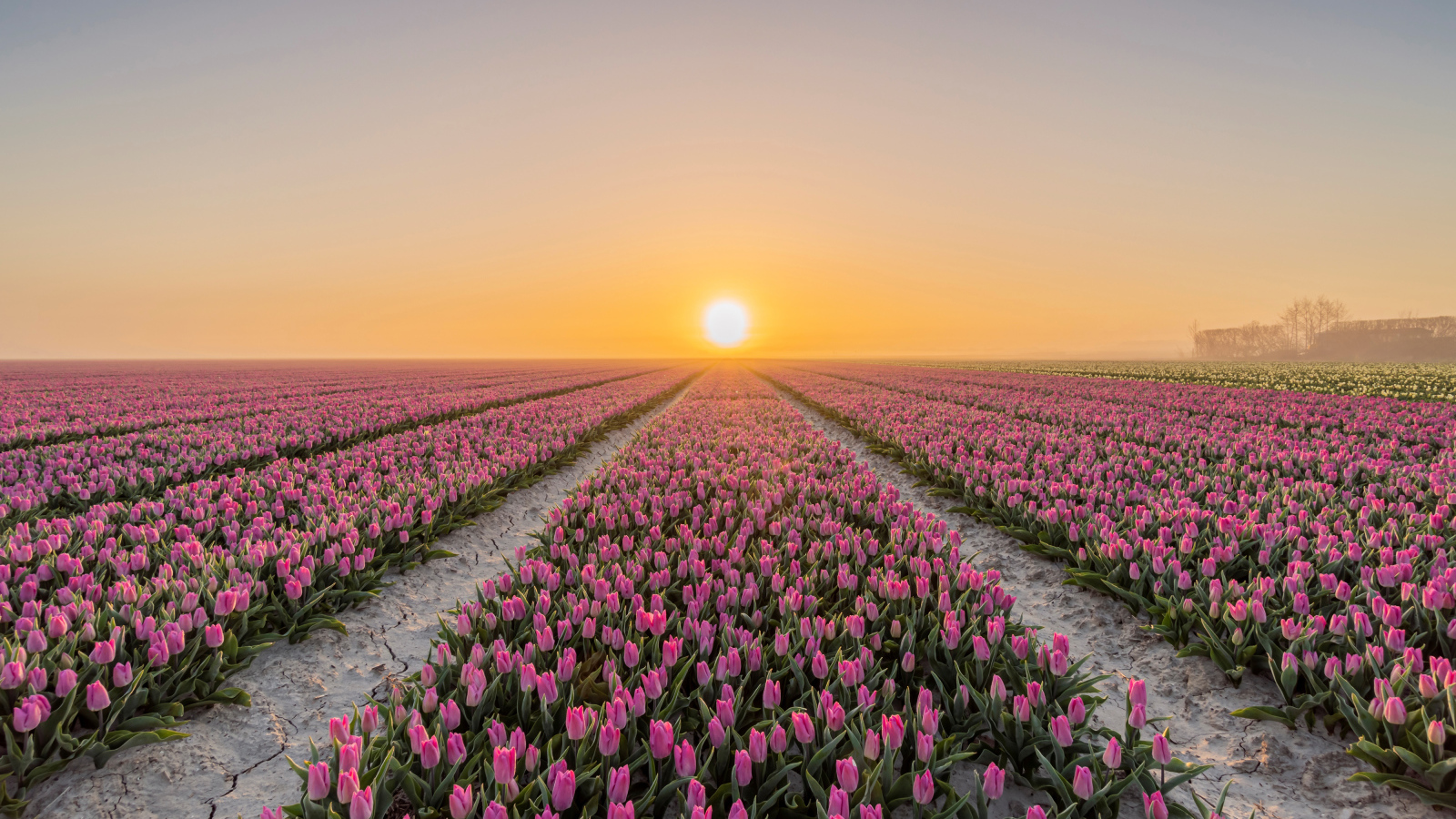Поля с розовыми тюльпанами на фоне заката 