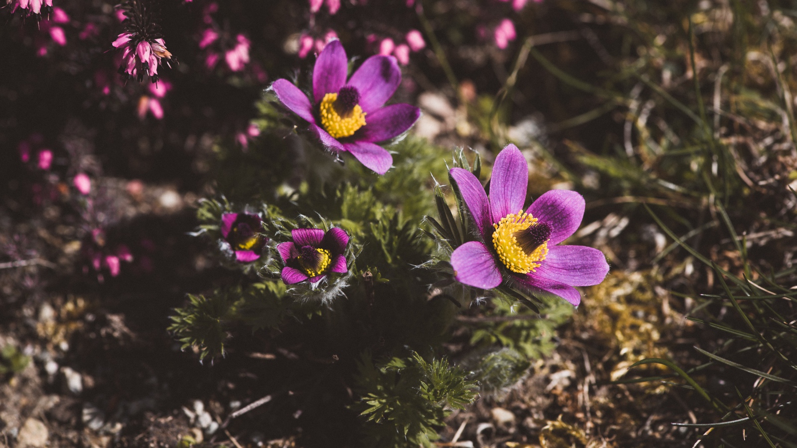 Цветы прострел луговой на поле  