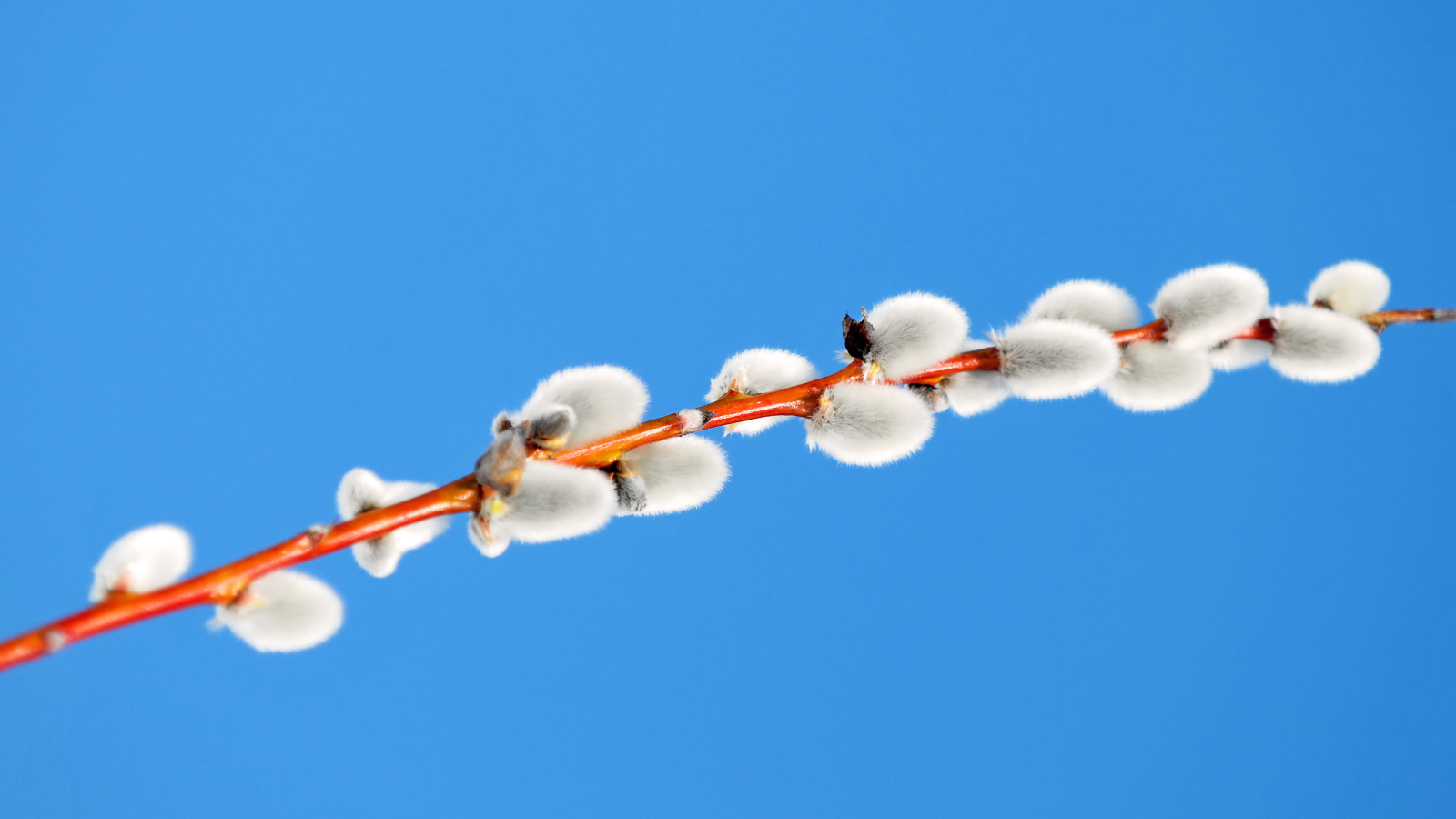 Пушистая ветка вербы на голубом фоне