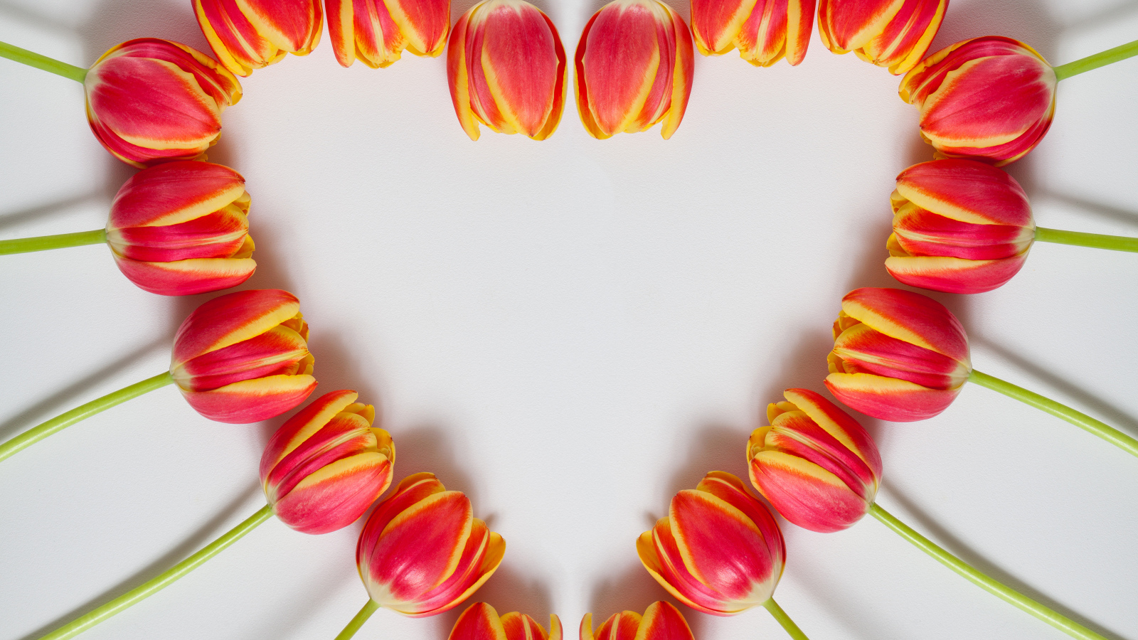 Сердце из красных тюльпанов на сером фоне