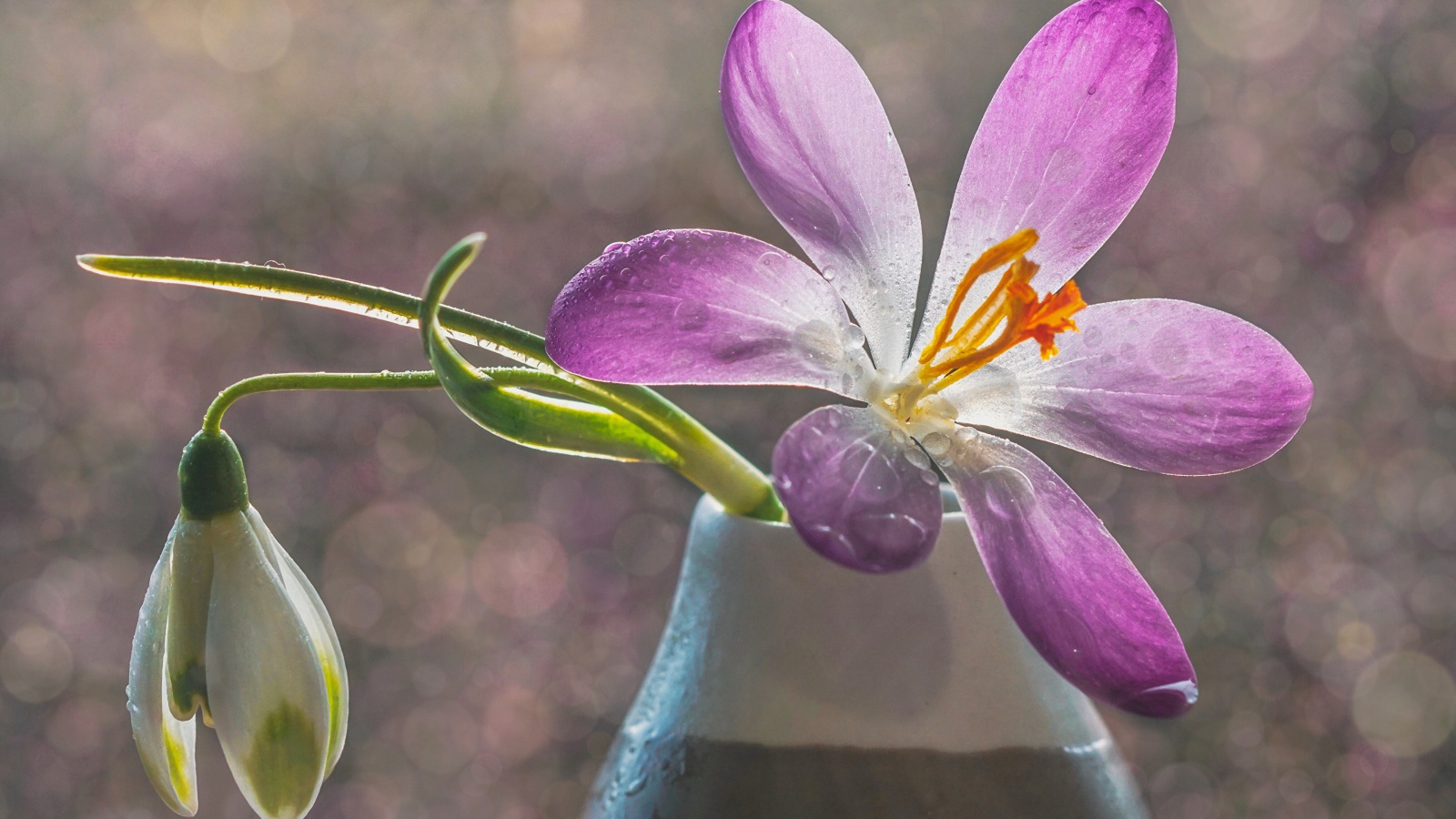 Сиреневый цветок крокуса в вазе с белым подснежником