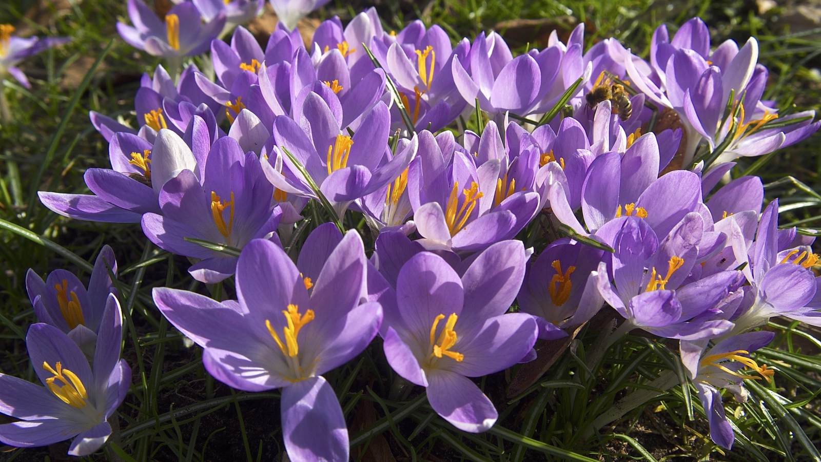 Сиреневые цветы крокуса в лучах солнца на зеленой траве 