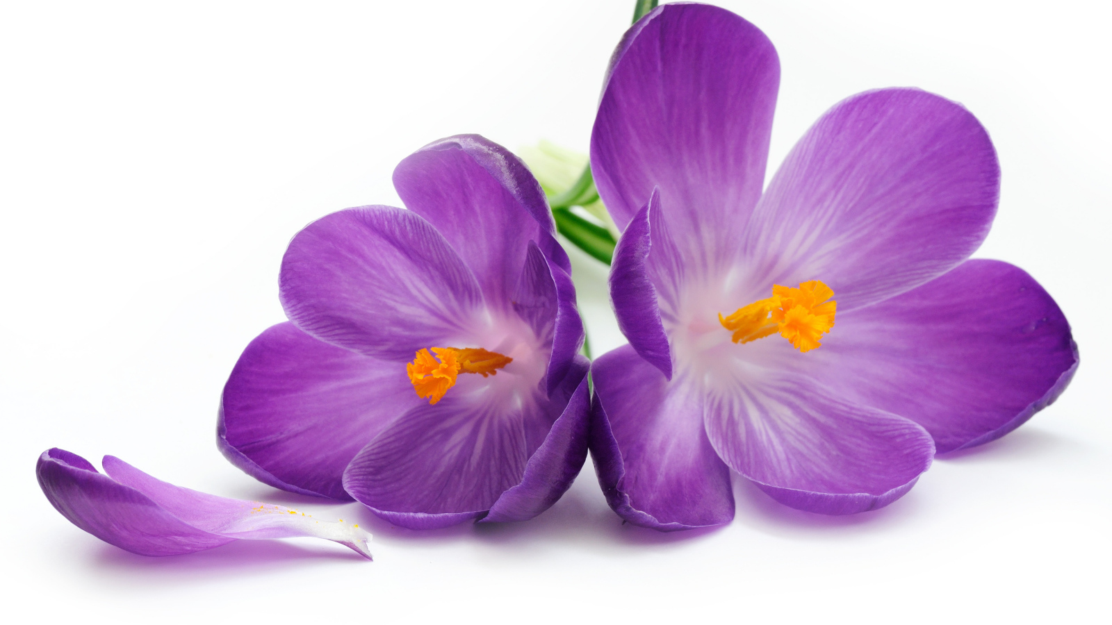 Сиреневые крокусы на белом фоне крупным планом
