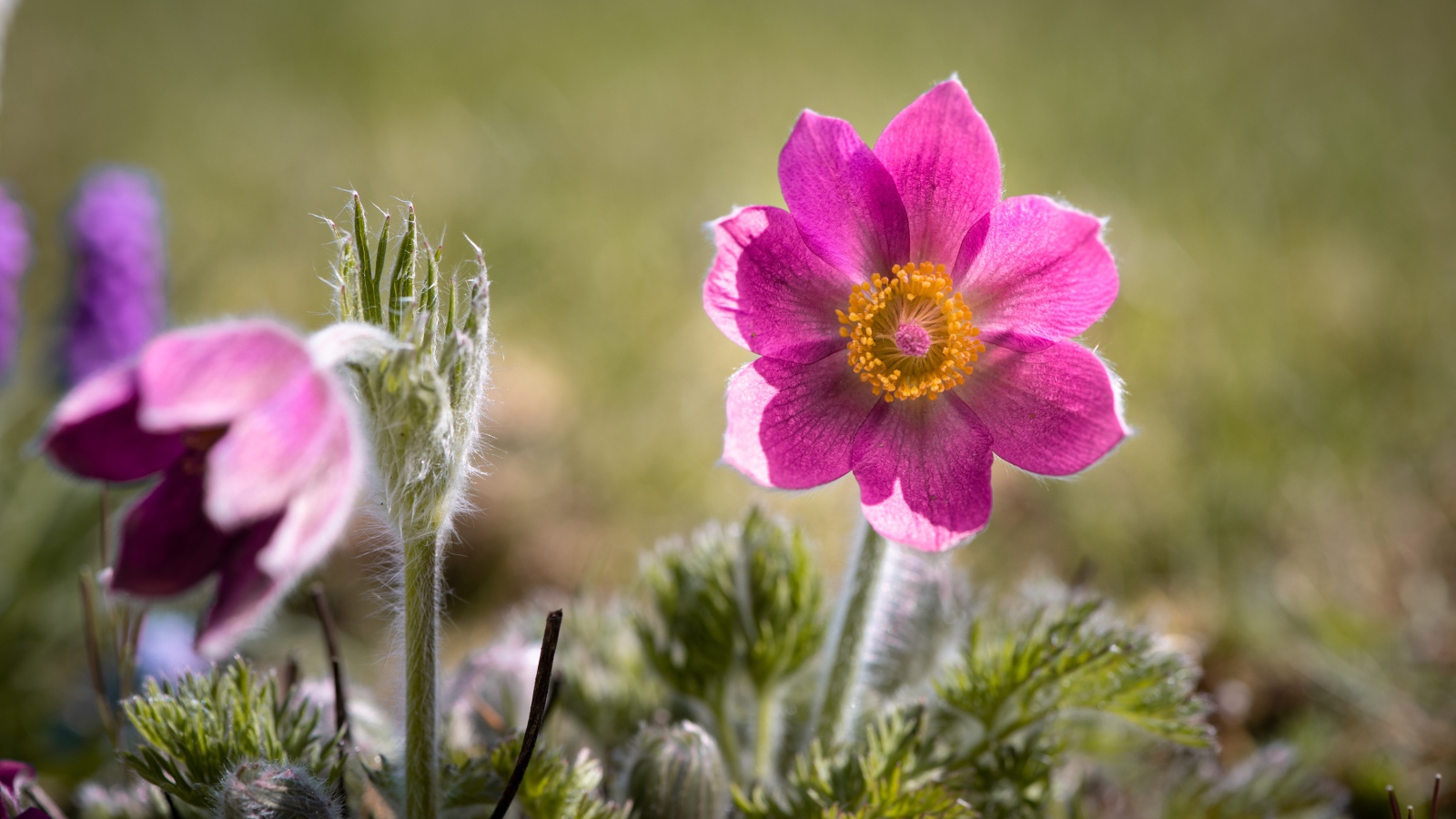 Сиреневый цветок прострел с бутонами на поле 