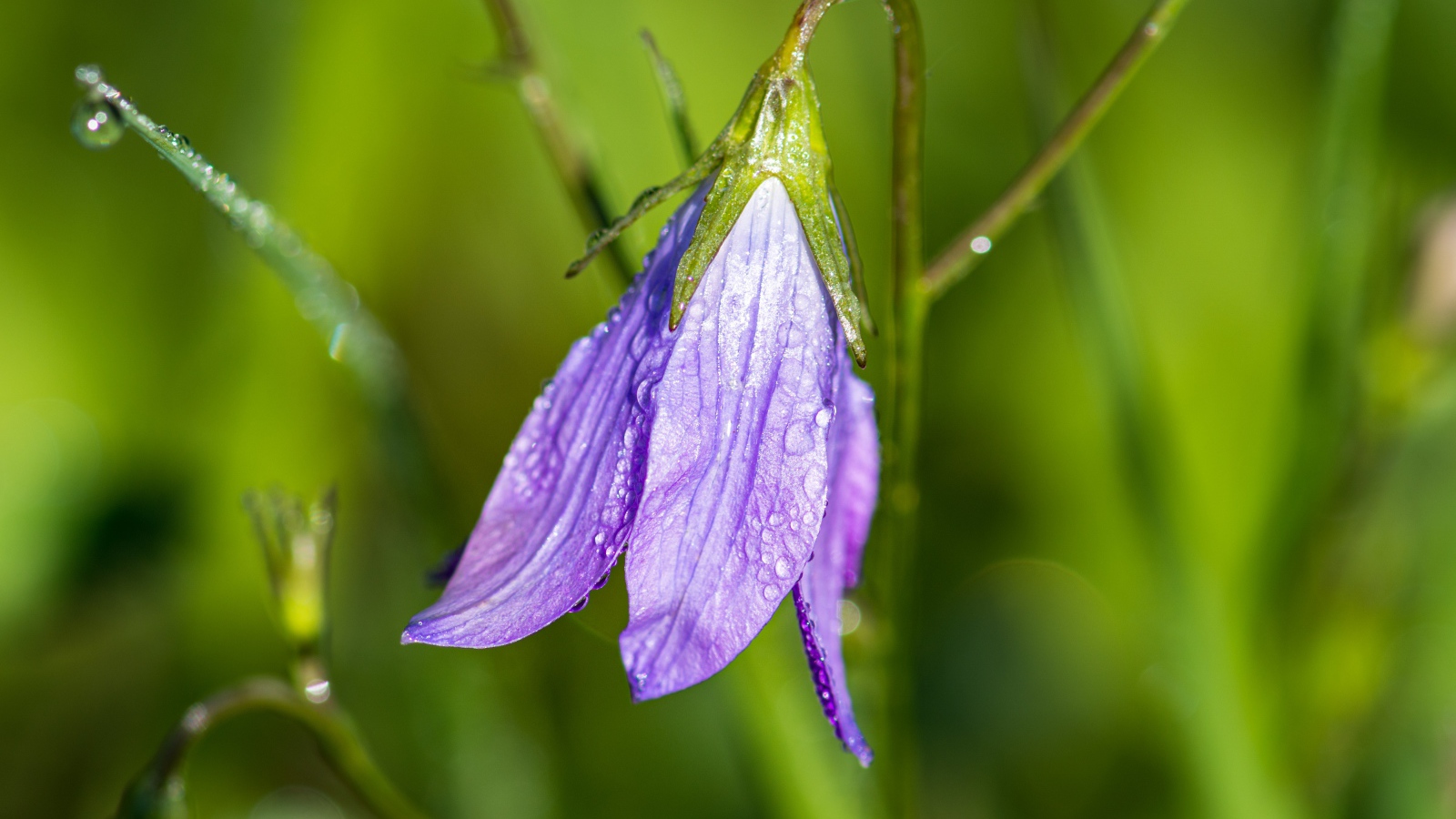 Сиреневый цветок колокольчик в каплях росы
