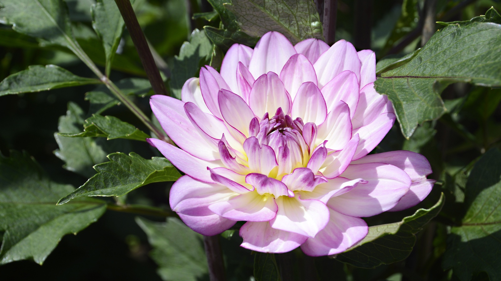 Сиреневый цветок садовой георгины в зеленых листьях 