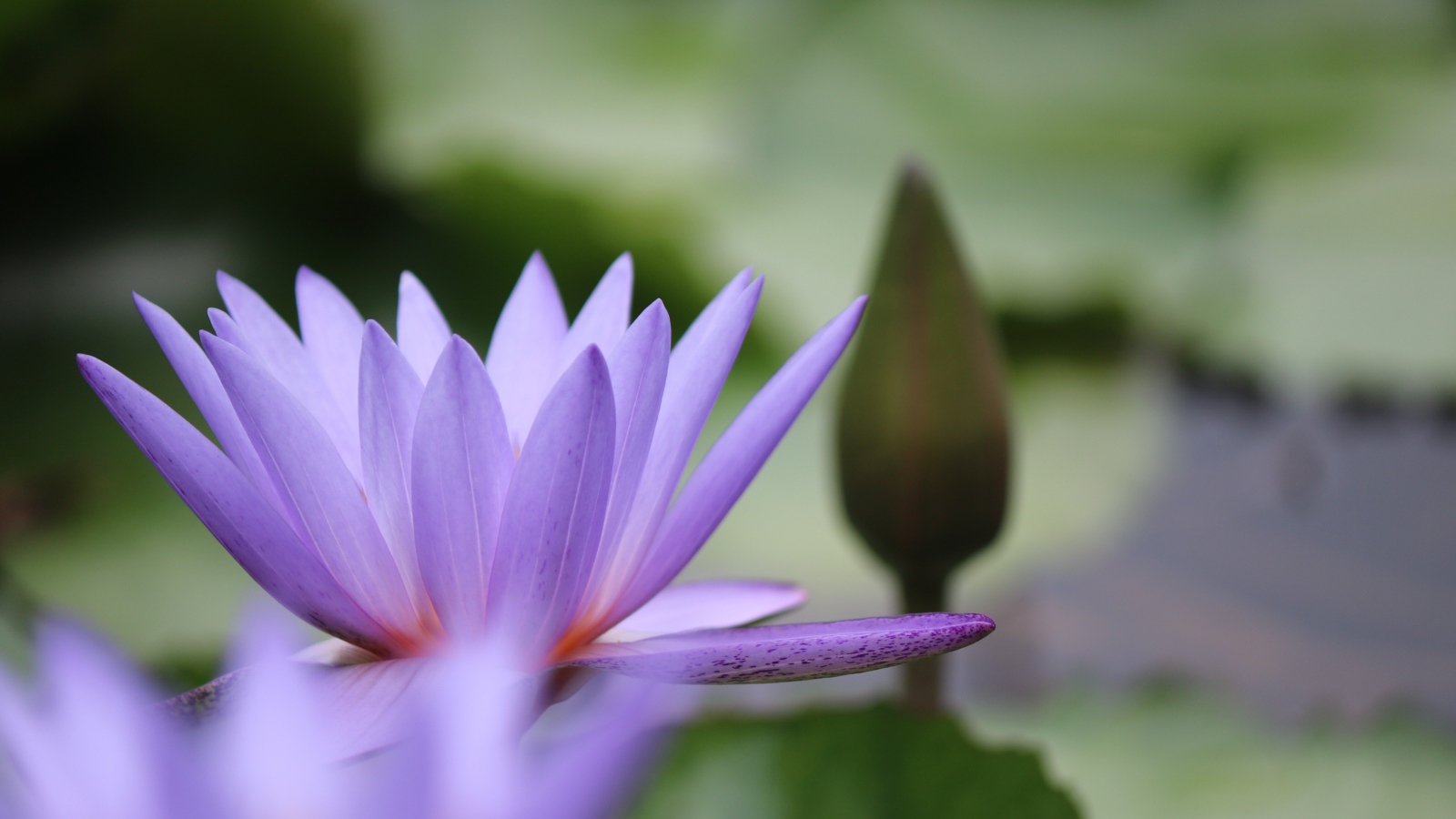 Сиреневый цветок лотоса с бутоном в воде