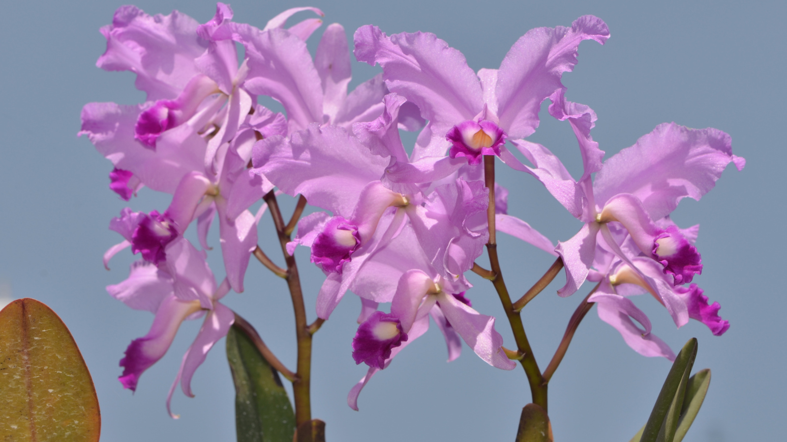 Сиреневые орхидеи на голубом фоне