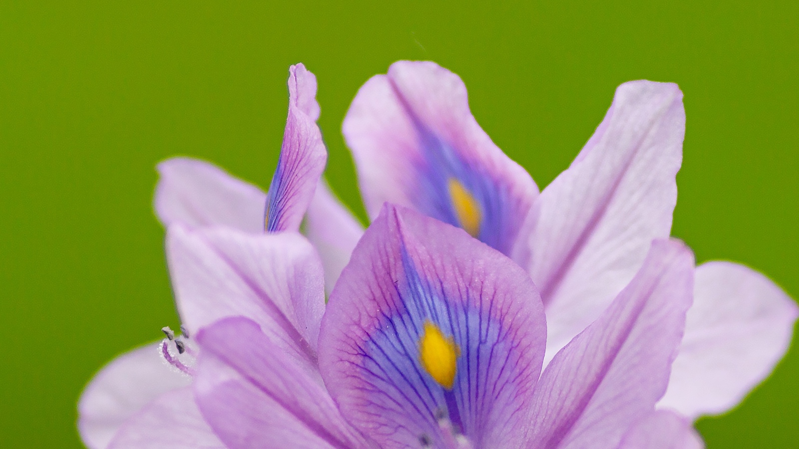 Сиреневые лепестки цветка ириса на зеленом фоне 