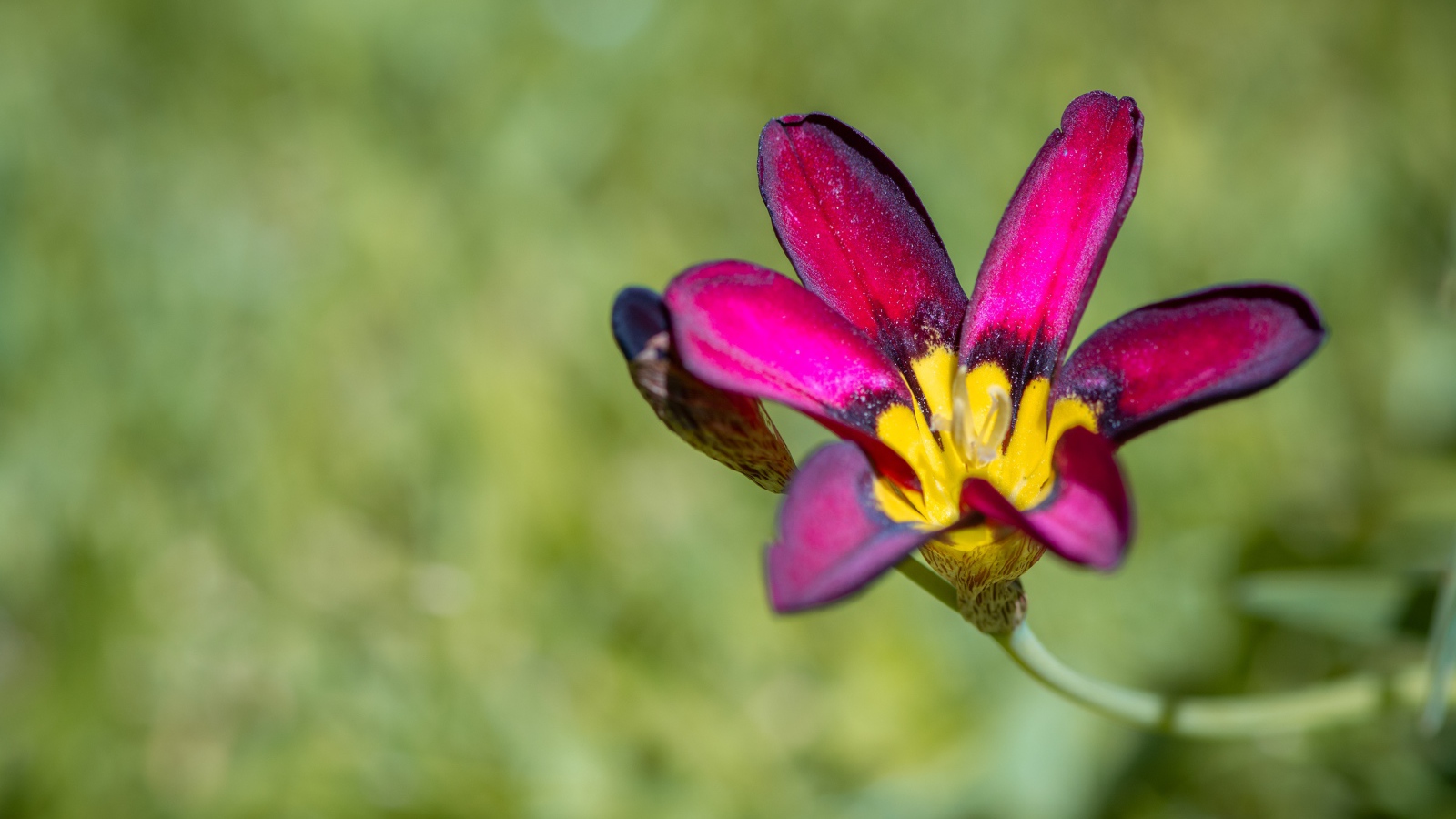 Сиреневый цветок спараксис  крупным планом