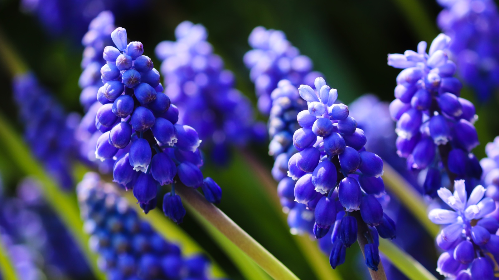 Маленькие синие цветы мускари в лучах солнца