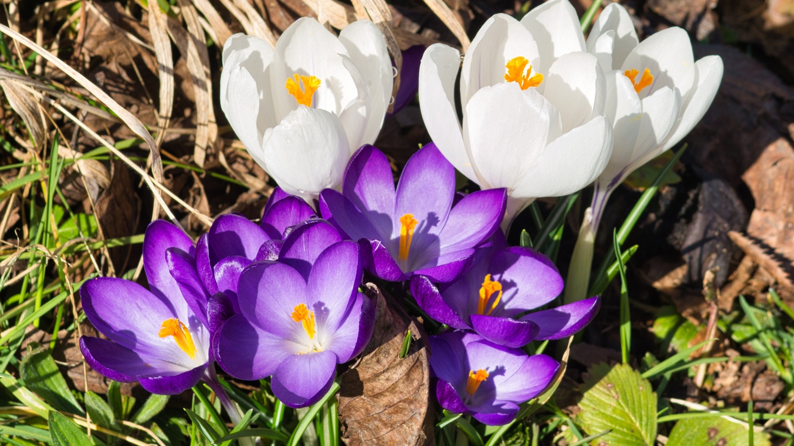 Маленькие сиреневые и белые крокусы в траве 