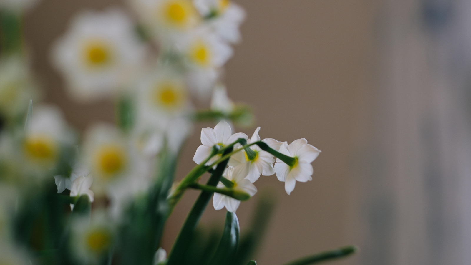 Маленькие белые нарциссы на размытом фоне