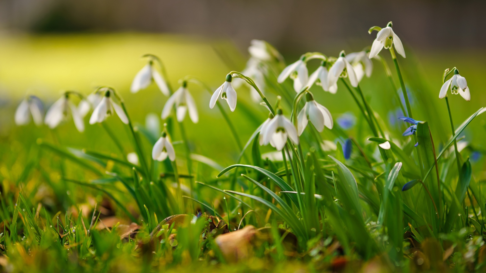 Маленькие белые подснежники  на траве