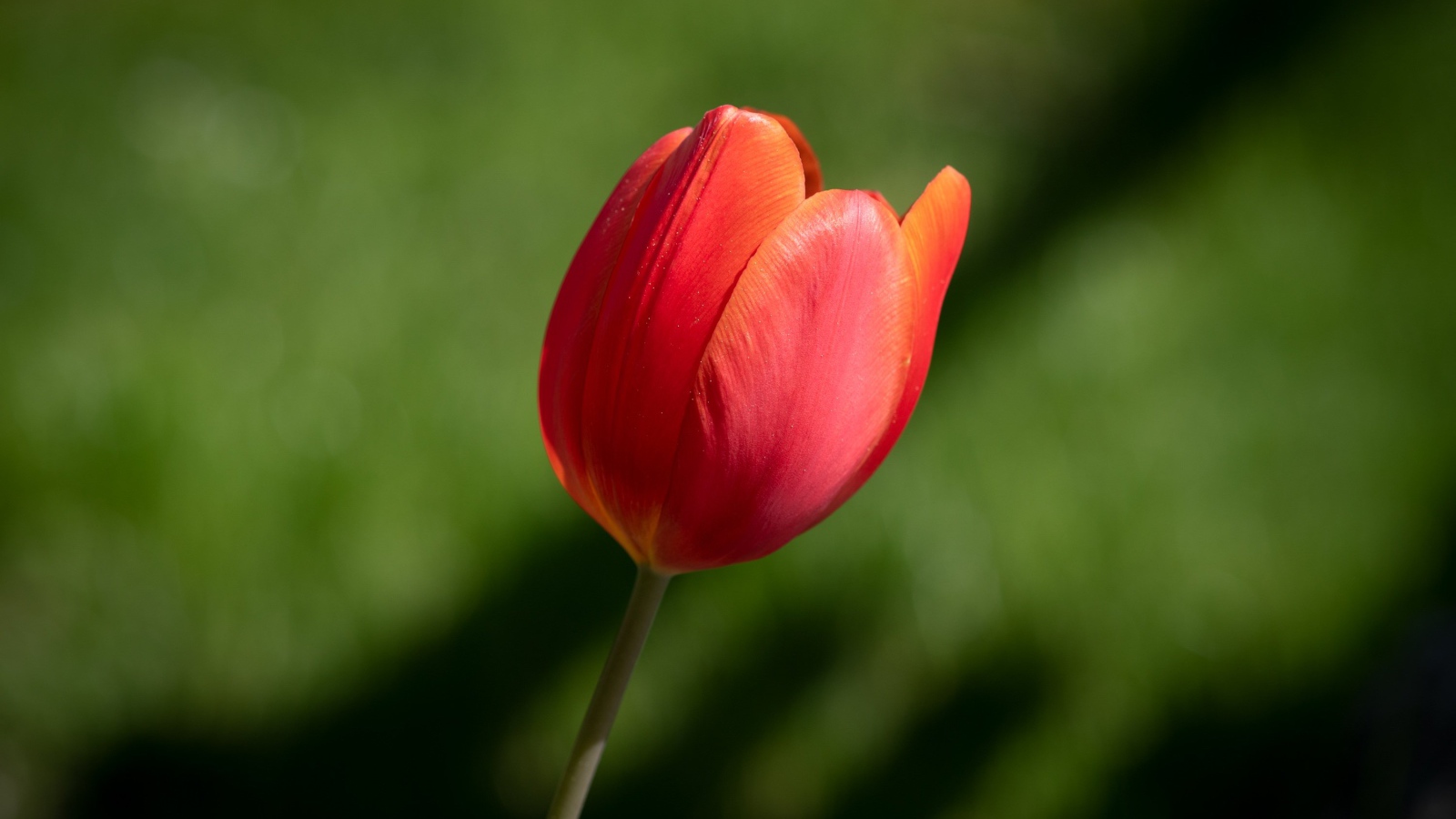 Одинокий красный тюльпан на зеленом фоне