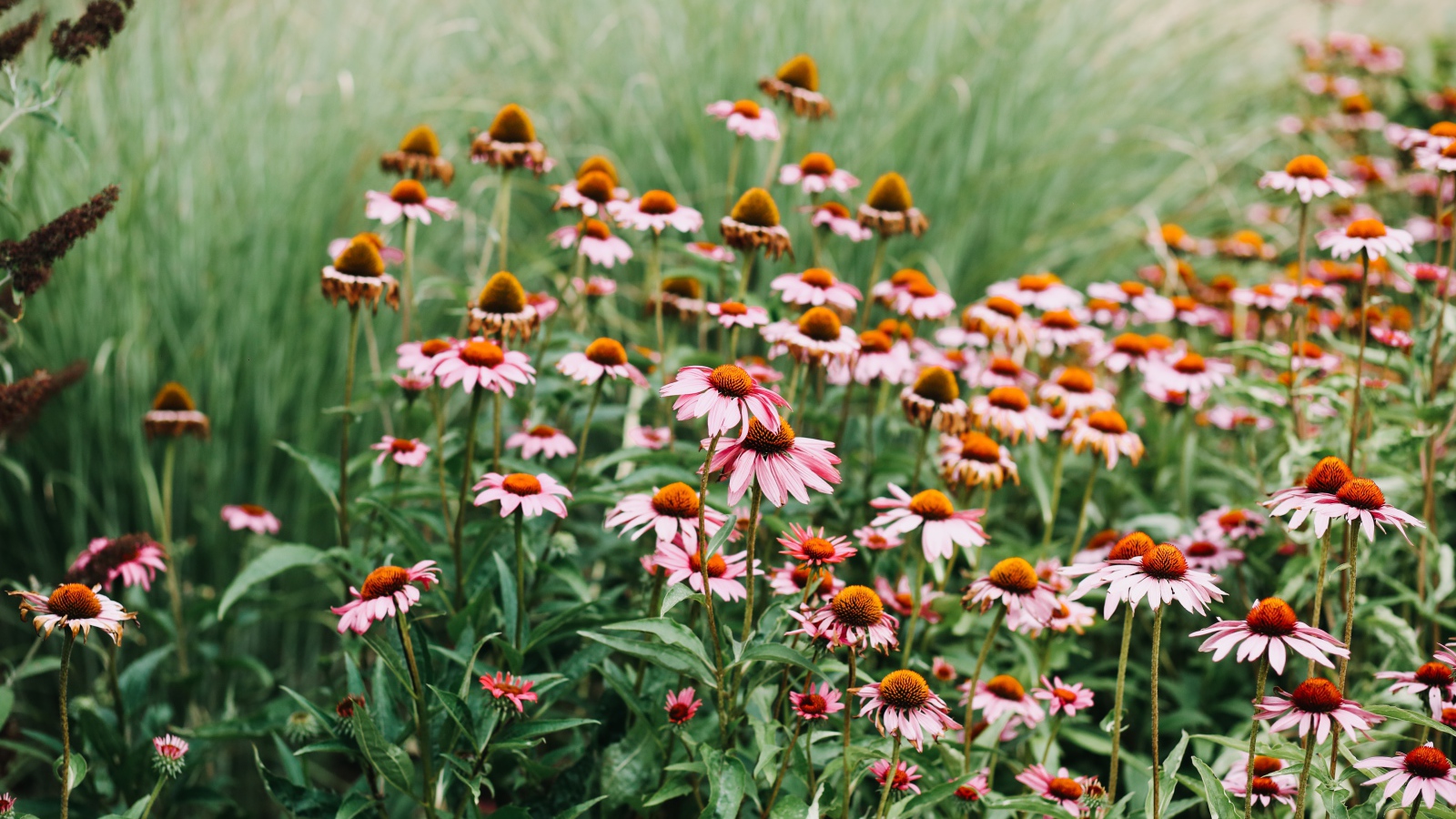 Много розовых цветов эхинацеи 