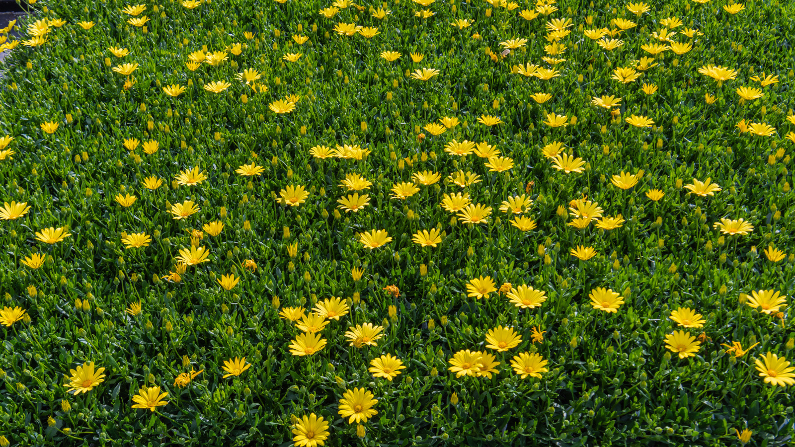 Много мелких желтых цветов крупным планом