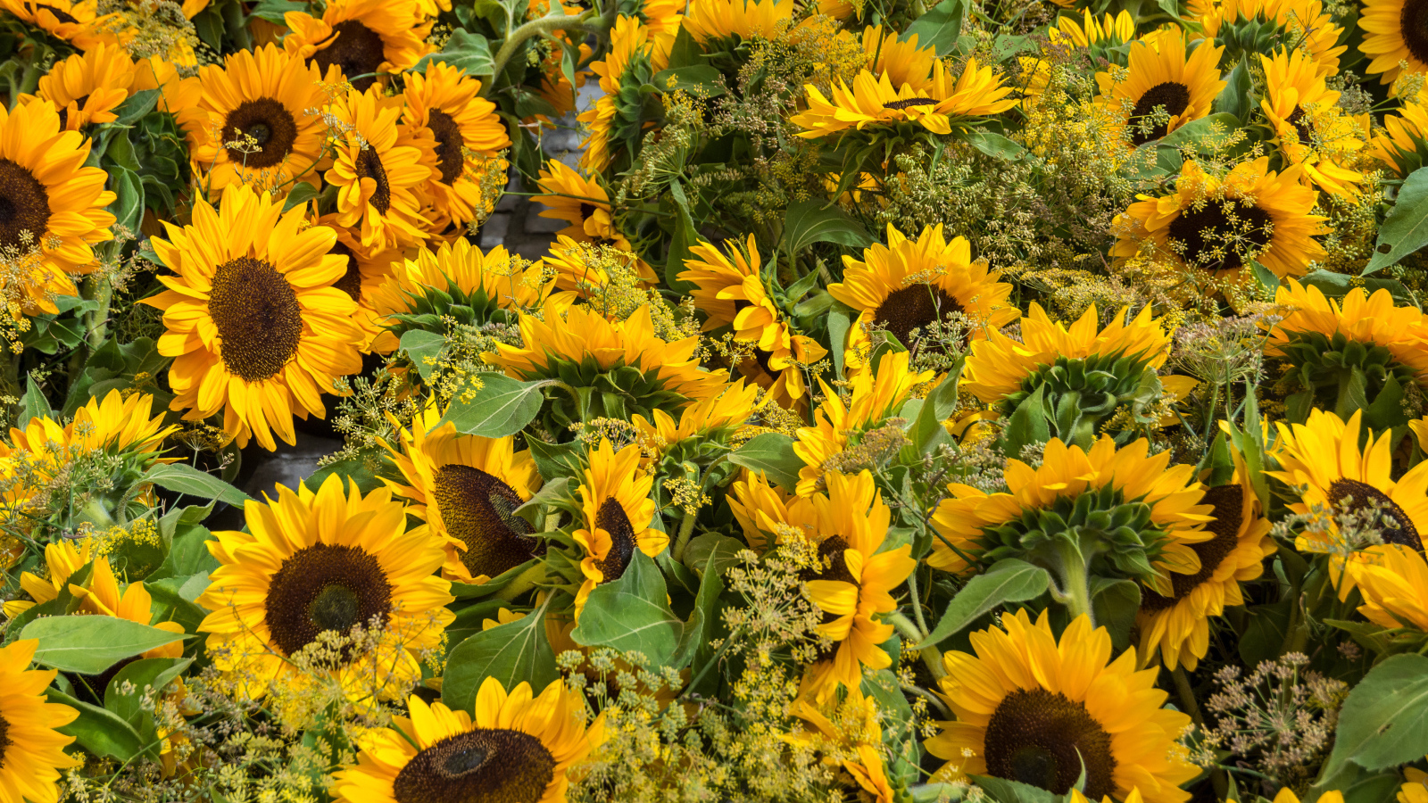 Много желтых цветущих подсолнухов