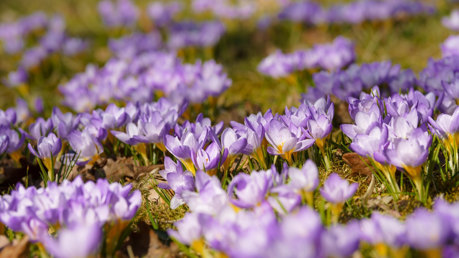 Много красивых сиреневых цветов крокуса на поляне