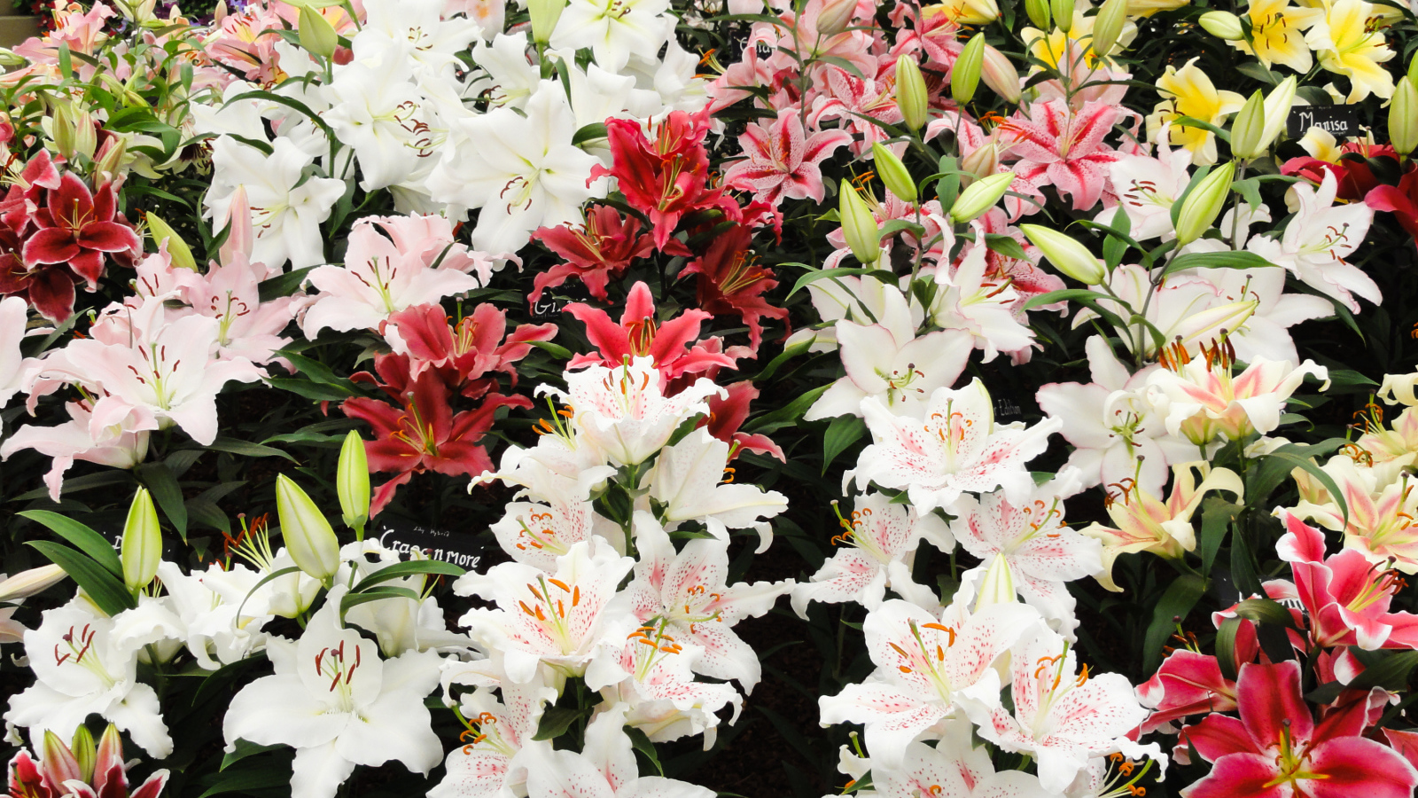 Много красивых разноцветных цветом лилии 