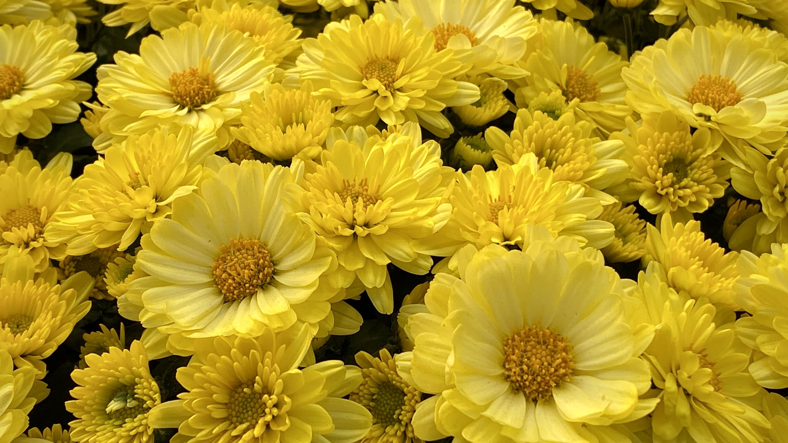 Много красивых желтых цветов хризантемы 