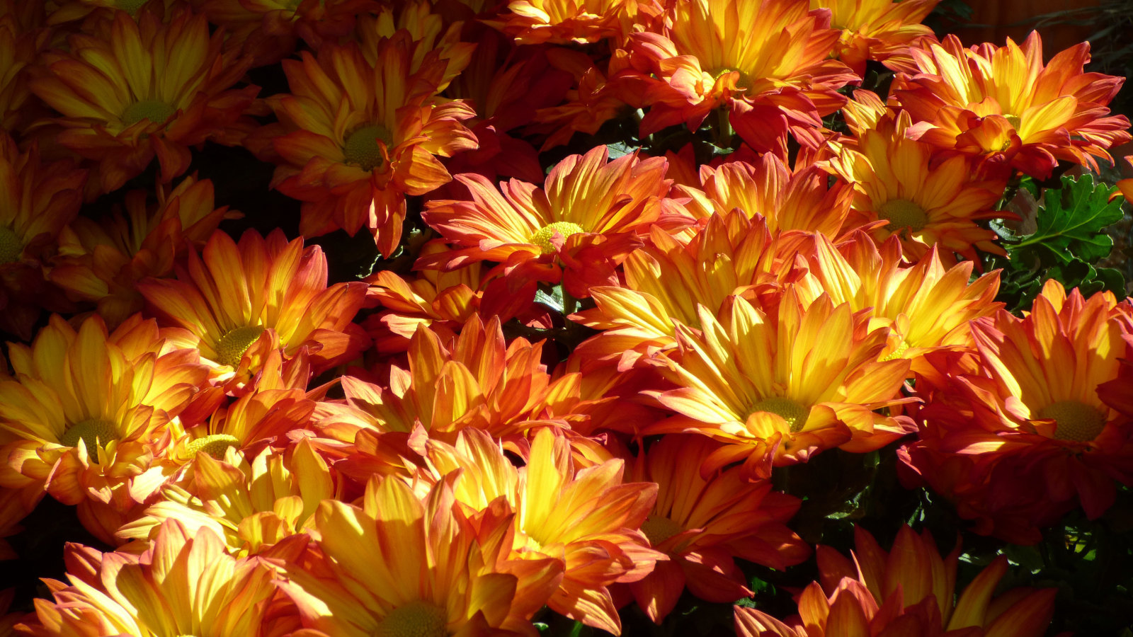 Много крупных оранжевых хризантем на клумбе