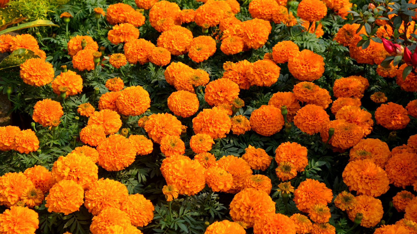 Много оранжевых цветов бархатцев крупным планом