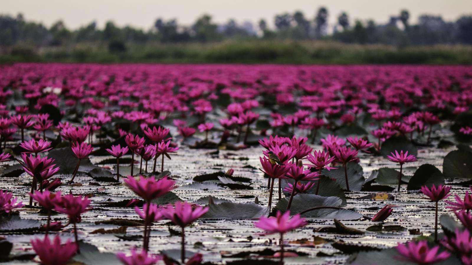 Много розовых цветов лотоса в пруду 