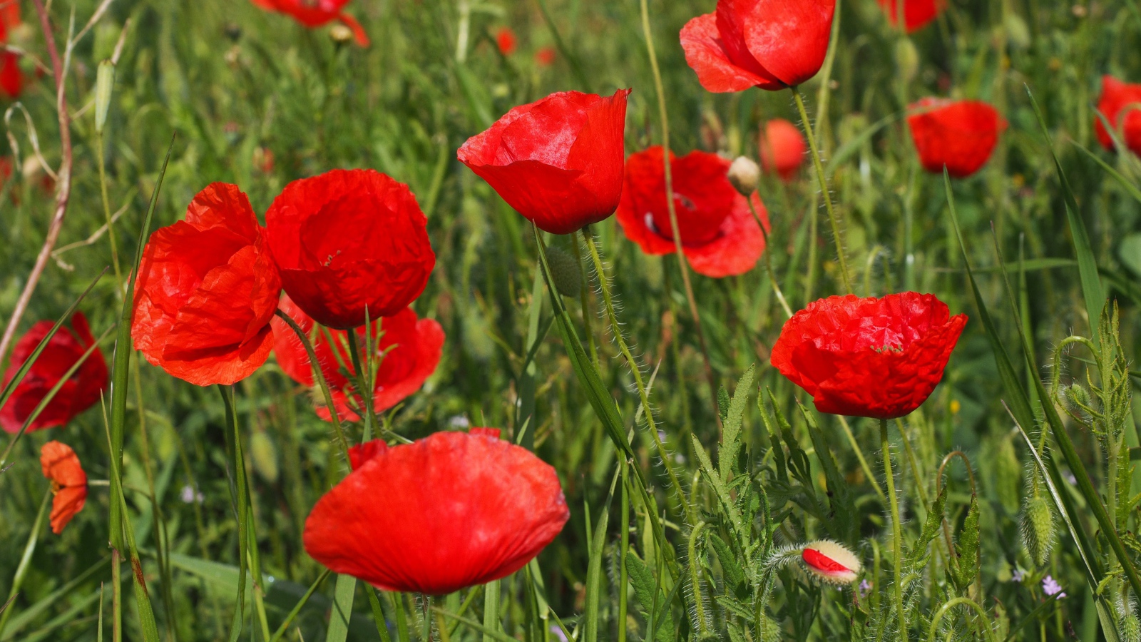 Много красных полевых маков с бутонами в зеленой траве