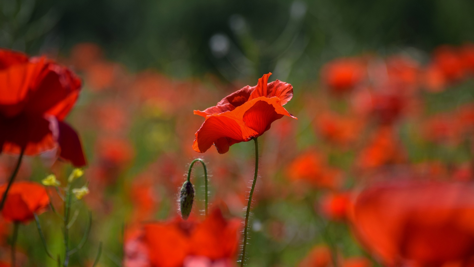 Много красных цветов мака с бутонами на поле 