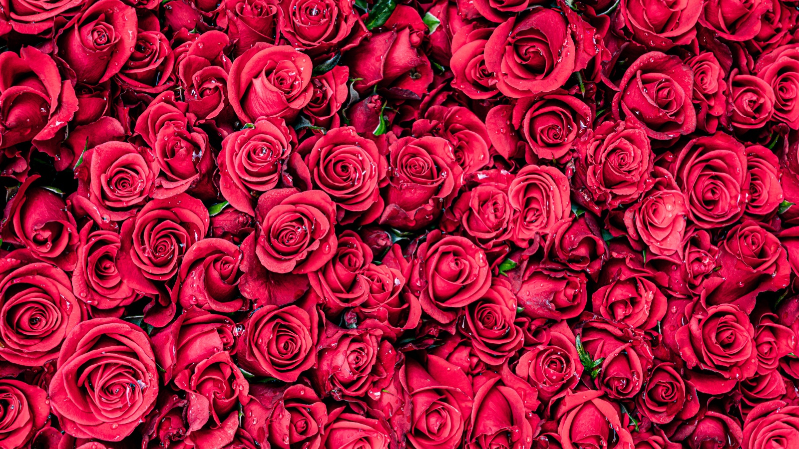 Много красных цветков розы крупным планом