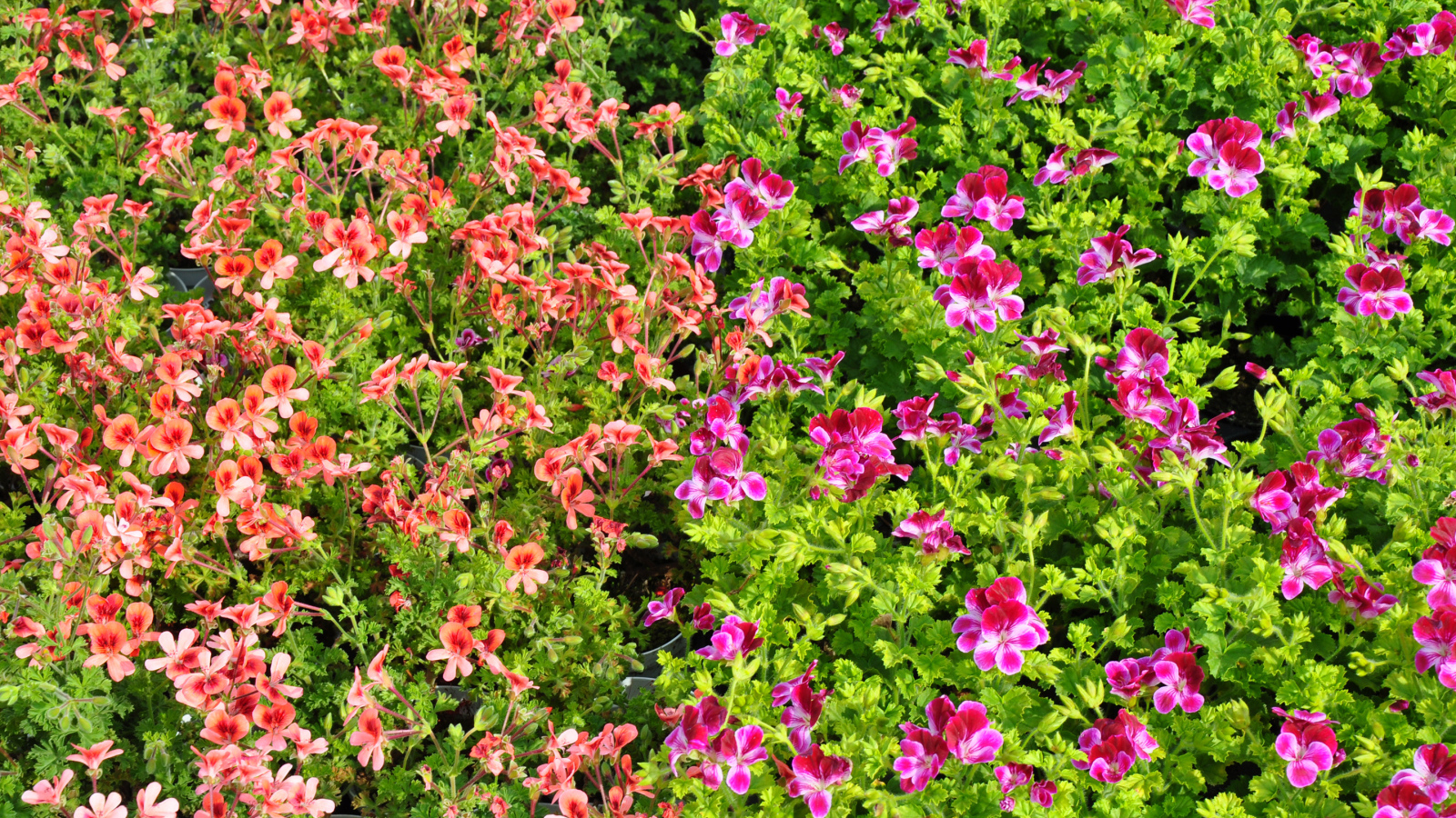 Много мелких цветов пеларгонии с зелеными листьями