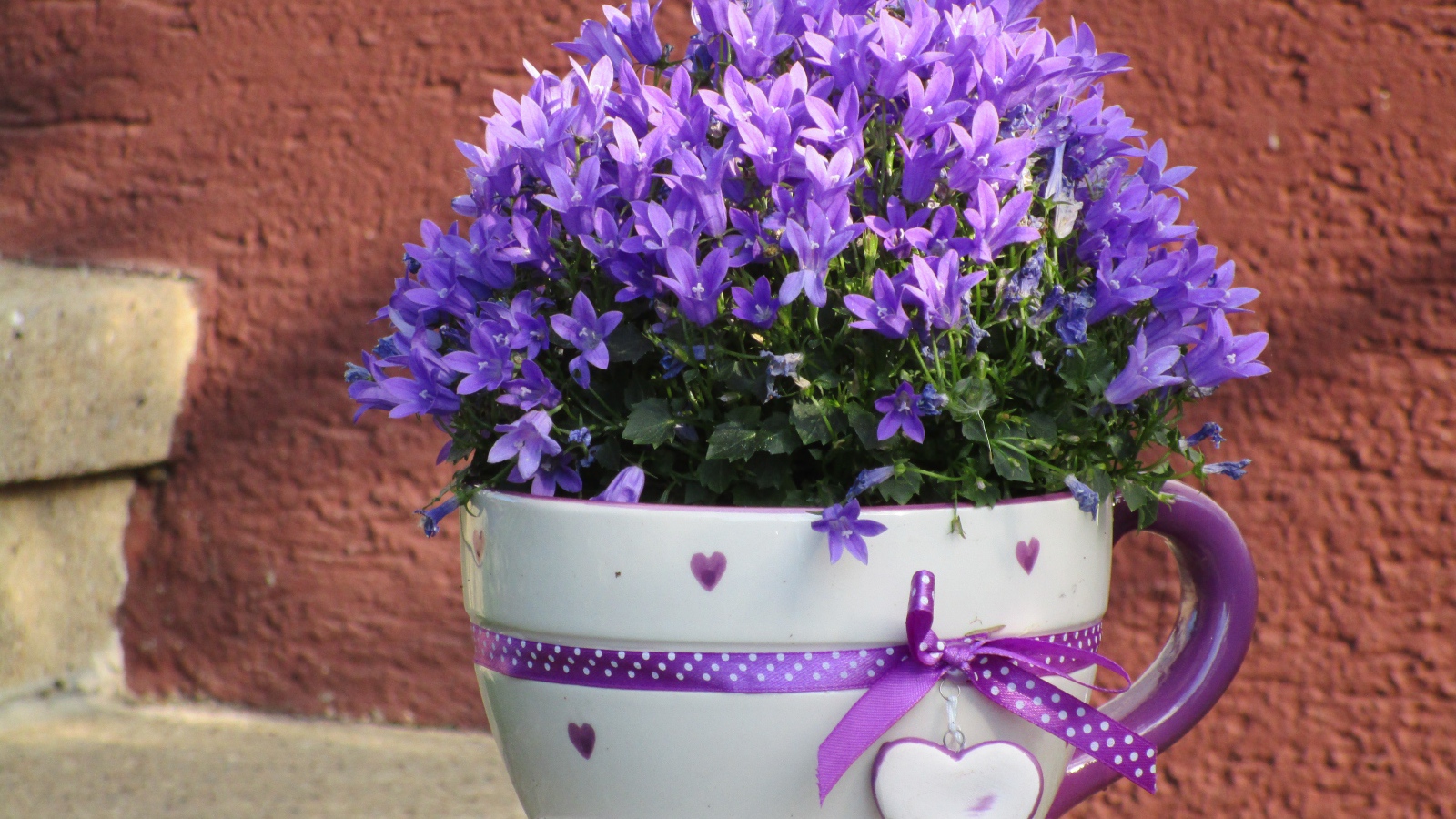 Много мелкий фиолетовых цветок в кружке