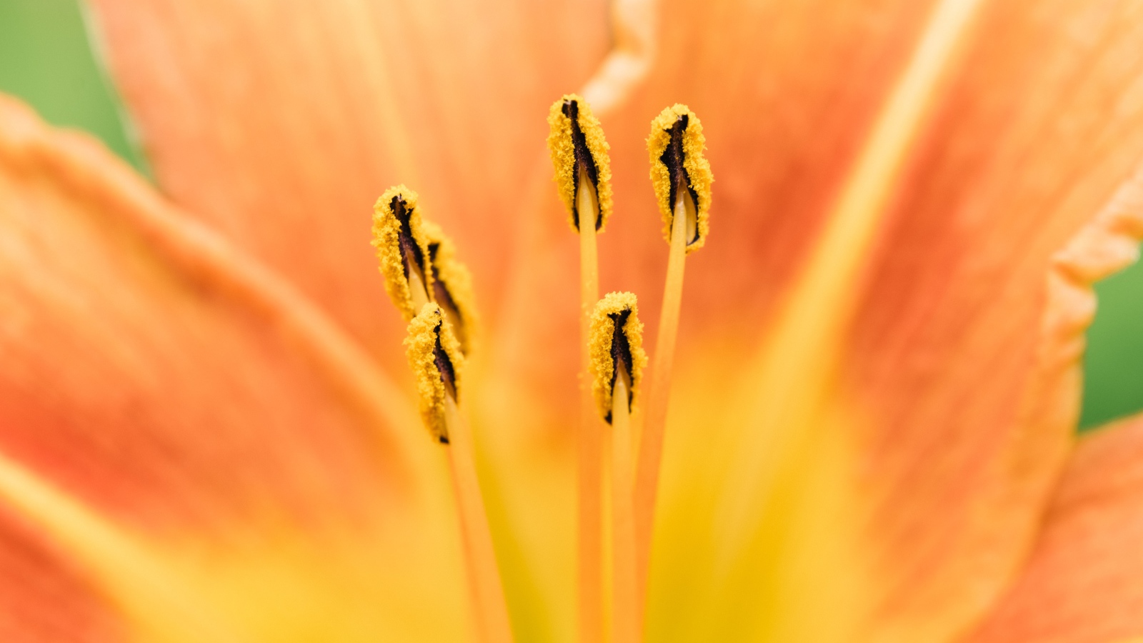 Середина оранжевого цветка лилии крупным планом 