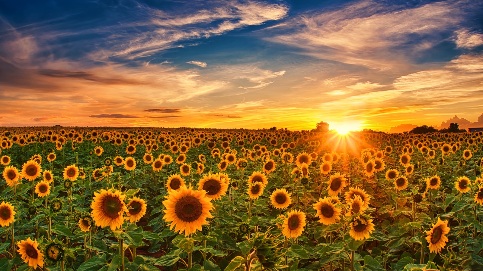 Больше поле с цветущими подсолнухами на закате солнца