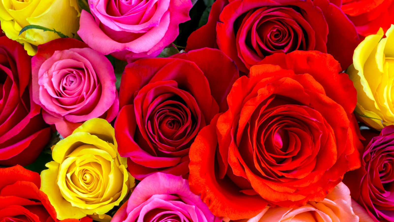 Разноцветные розы крупным планом