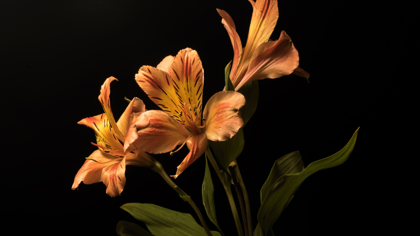 Оранжевые цветы альстромерия на черном фоне