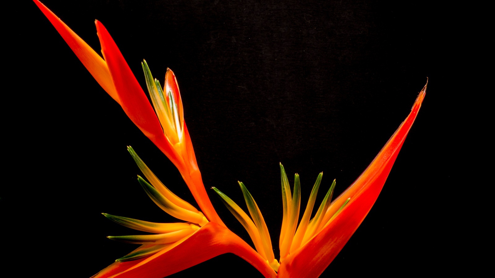 Оранжевый цветок канны на черном фоне